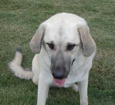Baby Duke