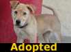 Ralphy - ADOPTED