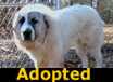 Odie - ADOPTED