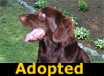 Baliey - ADOPTED