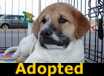 Lucky - ADOPTED