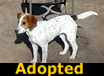 Sassy - ADOPTED