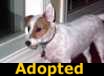 Biscuit - ADOPTED