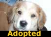 Claudia - ADOPTED