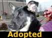 Tamale - ADOPTED