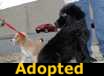 Gogo - ADOPTED