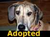 Gracie - ADOPTED