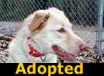 Snickers - ADOPTED