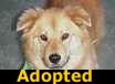Nadia - ADOPTED