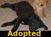 Smoky - ADOPTED