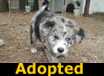 Mimi - ADOPTED