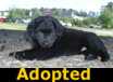 Toto - ADOPTED