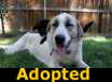 Shiloh - ADOPTED