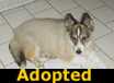 Shelley - ADOPTED