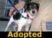 Gabby - ADOPTED