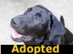 HamBone - ADOPTED
