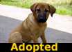 Cher - ADOPTED