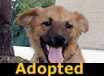 Winnie - ADOPTED