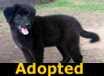Austin - ADOPTED