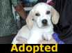 Mickey - ADOPTED