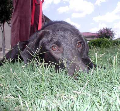 Tisha