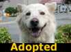 Pal - ADOPTED