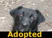Little Star - ADOPTED