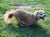 Gimpy