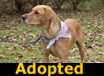 Meadow - ADOPTED