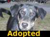 Parker - ADOPTED
