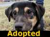 Trixie - ADOPTED