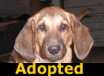 Smiley - ADOPTED