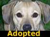 Gizzie - ADOPTED
