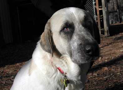 Buddy