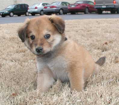 mixed chow chow puppies