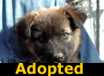 Mandy - ADOPTED