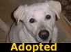 Kris -  ADOPTED