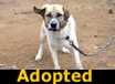 Shopan - ADOPTED