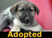 Hummer-  ADOPTED