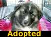 Tonka - ADOPTED