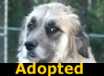 Shiloh - ADOPTED