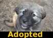 Jewel - ADOPTED