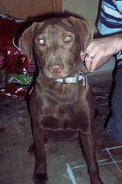 Maisy