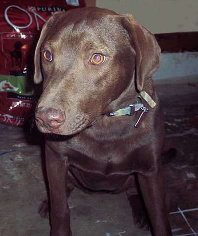 Maisy