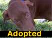 Rosie -  ADOPTED