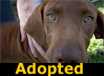 Lucy - ADOPTED