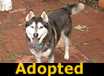 Boo Boo - ADOPTED