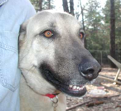 Leydi