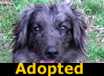 George - ADOPTED