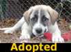 Olive - ADOPTED